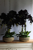 Antique Black, czarny storczyk w złotej misie