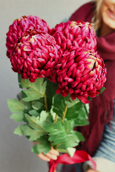 Benjamin, bukiet bordowych chryzantem