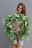 Eucalipti, zielony wianek na drzwi