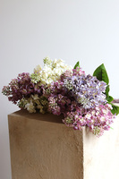 Bzy Royal, gumowy bez kwitnący lilak