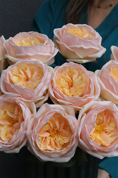 Roes Morlano, róże w wazonie