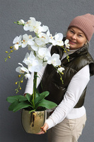 Jeanne Gold, storczyk w złotej doniczce