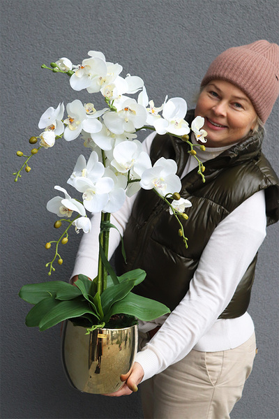 Jeanne Gold, storczyk w złotej doniczce