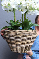 efektowny storczyk w wiklinowym koszu, Rattania Premium