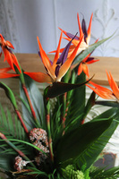 Strelicja Exotic Red, kompozycja do twojej donicy