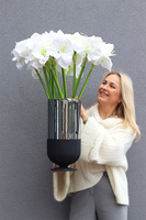 Amarylis Bulla, świąteczny bukiet kwiatów w wazonie