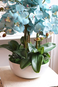 Jak w Niebie, storczyk w białej misie, wys.54cm