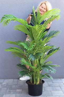 Areca Palma Saute, sztuczna roślina do twojej donicy, wys.137/157cm 