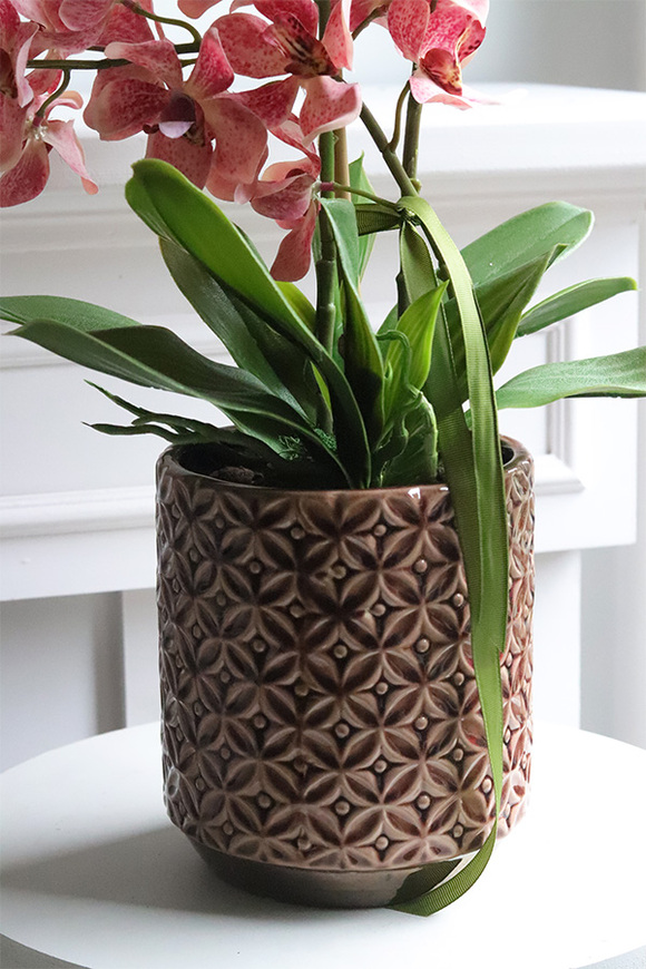 Selania Blush, różowy storczyk