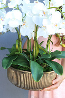 elegancki storczyk w złotej misie, Verusta, wys.51cm 