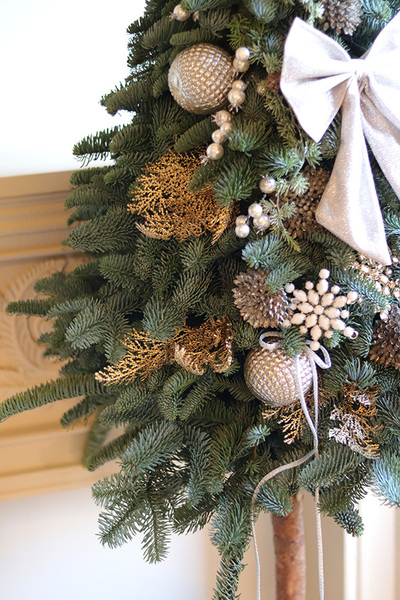 Nobilis Girgio Gold, świąteczna choinka z żywych gałązek