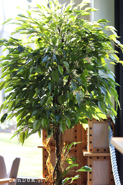 Fikus Benjamin C, sztuczna roślina w doniczce