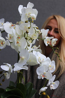 Elegance Hotel B, sztuczny storczyk w miedzianej donicy