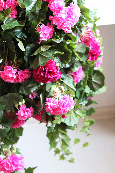 Pelargonia Pink, kwiaty w wiszącej donicy