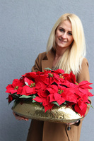 Gwiazda Betlejemska Złoto Deluxe, wysokiej jakości sztuczna roślina