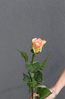 Róża Juliet, gałązka sztucznej róży, żółto-różowa