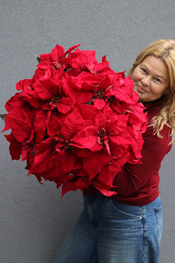  Gwiazda Betlejemska Goldi, sztuczna roślina w pucharze, wys.50cm