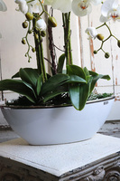 efektowny storczyk Laos White & Silver 2, wys.70cm