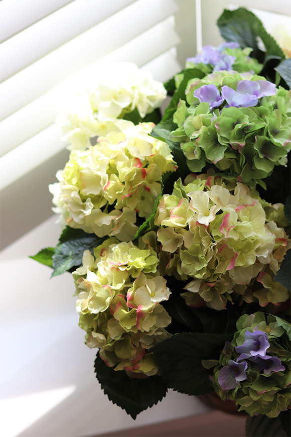 bogaty kosz hortensji, Eveline Blue Provance