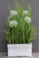 Klinno Saute, trawy z dmuchawcami do Twojej donicy