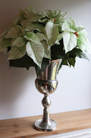 Gwiazda Betlejemska Pucharia, kompozycja świąteczna