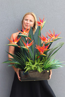 Strelicja Banerra Black, podłużna kompozycja w donicy