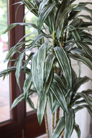 Dracena, wysokiej jakości sztuczna roślina