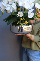 Pompadour Silver 2, efektowny storczyk w srebrnej misie