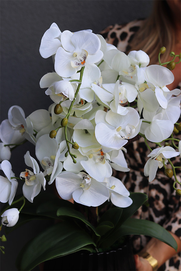 Black Versal, sztuczny storczyk w czarnej donicy