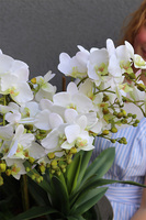 Eveline Elegance Albina, gumowy storczyk w pucharze