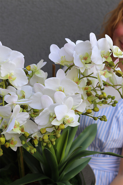 Eveline Elegance Albina, gumowy storczyk w pucharze