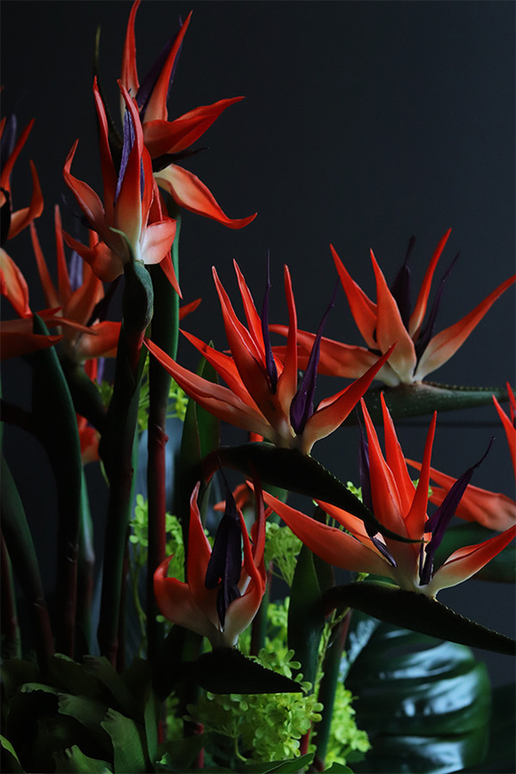 egzotyczna kompozycja, Strelicja Manhattan