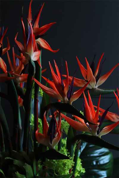 egzotyczna kompozycja, Strelicja Manhattan