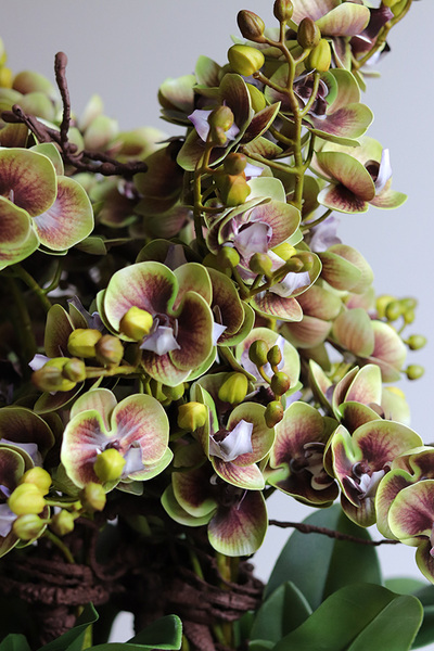 Kosmos Quemada, gumowy storczyk w ozdobnej misie