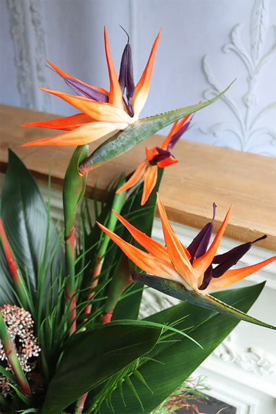 Strelicja Exotic Red, kompozycja do twojej donicy