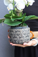 Melona, sztuczny storczyk w szarej osłonce