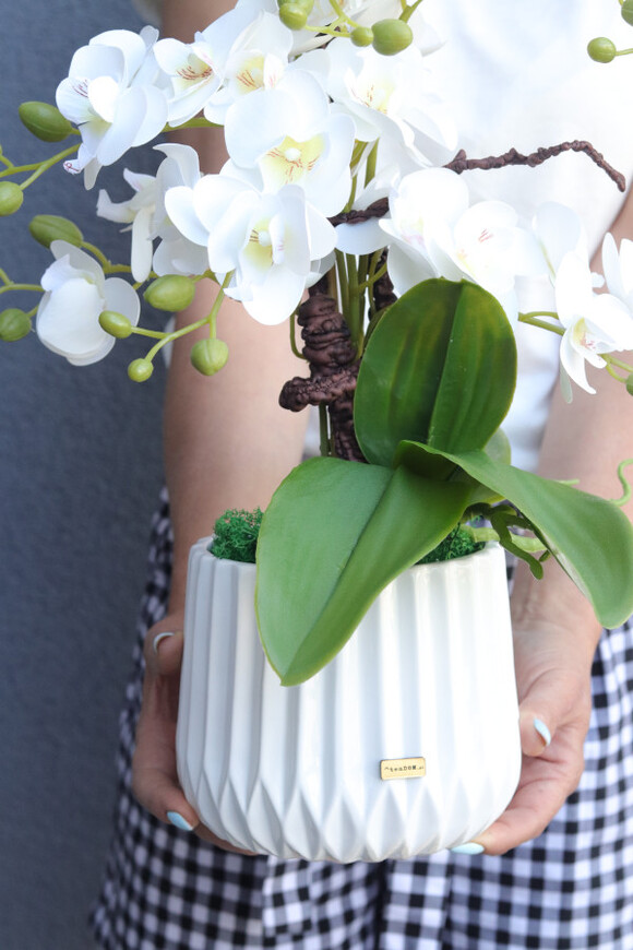 La Bella, gumowy storczyk w białej donicy	