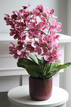 Selania Pink, różowy storczyk, wys.52cm 