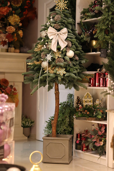 Nobilis Girgio Gold, świąteczna choinka z żywych gałązek