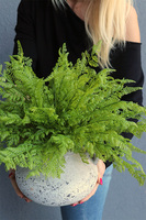 Tunilano 2, paproć w ozdobnej donicy etno