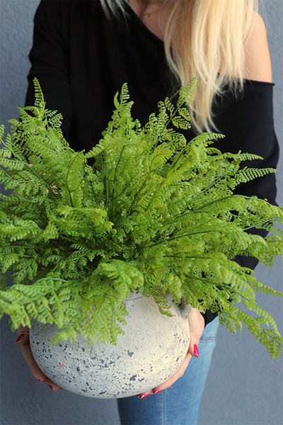 Tunilano 2, paproć w ozdobnej donicy etno