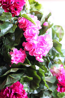 Pelargonia Pink, kwiaty w wiszącej donicy