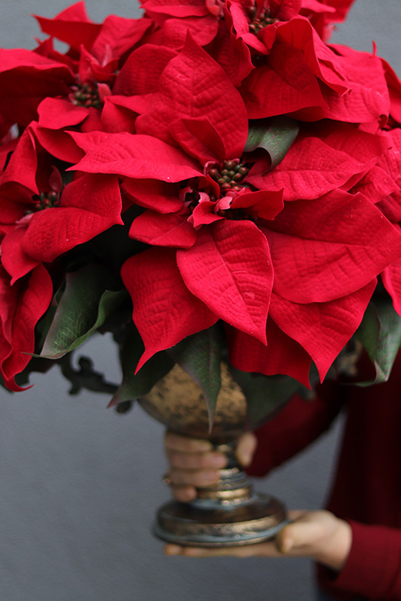 Gwiazda Betlejemska Goldi, sztuczna roślina w pucharze