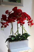 Reddanita, storczyk w biało-srebrnej donicy, wys.70cm 