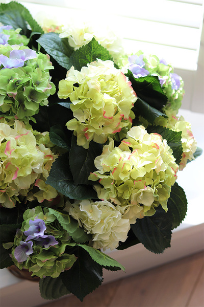 bogaty kosz hortensji, Eveline Blue Provance