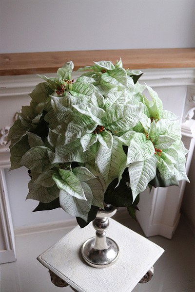 Gwiazda Betlejemska Pucharia, kompozycja świąteczna