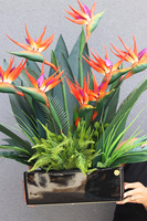 Strelicja Banerra Black, podłużna kompozycja w donicy