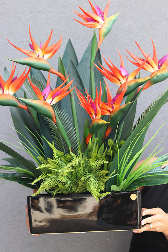 Strelicja Banerra Black, podłużna kompozycja w donicy