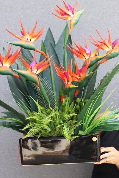 Strelicja Banerra Black, podłużna kompozycja w donicy