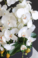 Black Resta, nowoczesny storczyk w czarnej osłonce